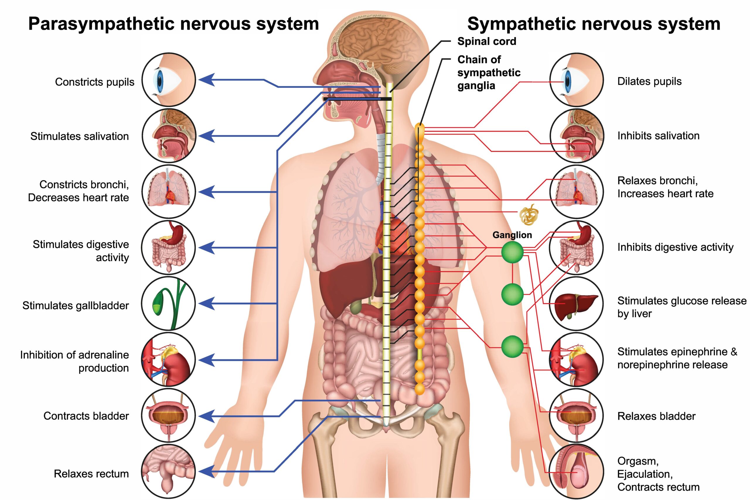 Human Nervous System