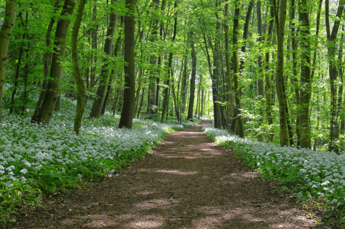 Forest Forest