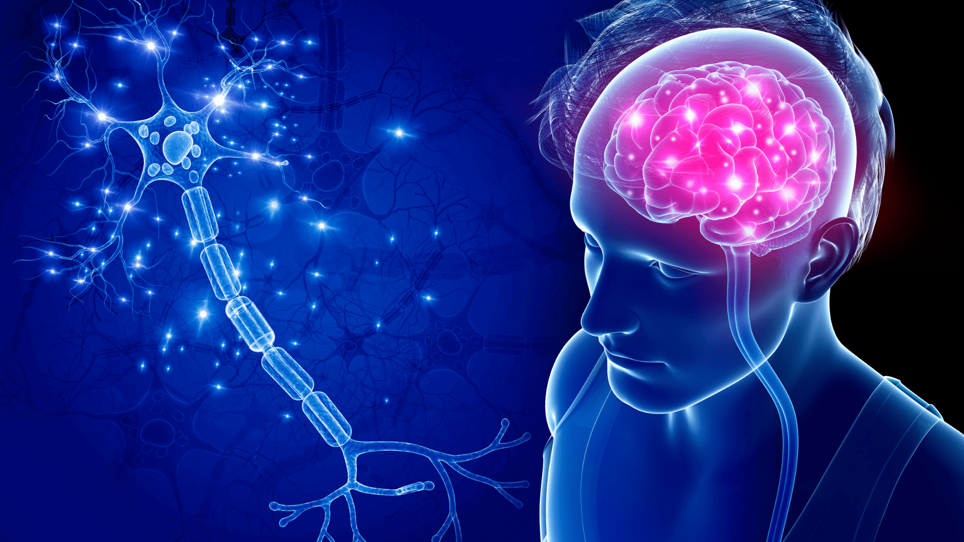 Brain - Human Brain - Human