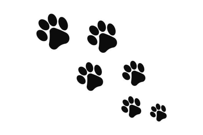 Dog Paws Dog Paws
