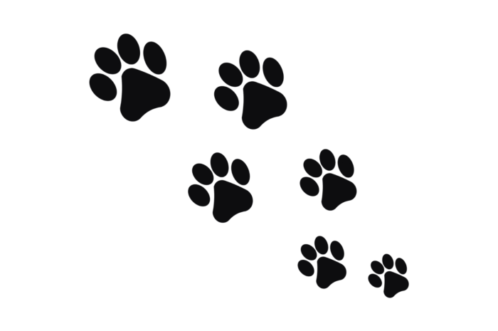 Dog Paws